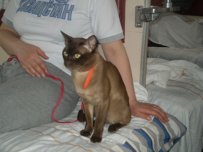 click for enlarge 640 X 480 153,1 Kb picture