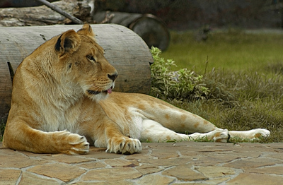 click for enlarge 900 X 590 277,1 Kb picture