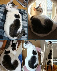 click for enlarge 490 X 604  90,8 Kb picture