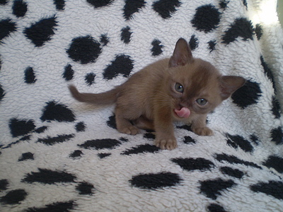 click for enlarge 640 X 480 156,2 Kb picture