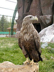 click for enlarge 800 X 1067 705,6 Kb picture