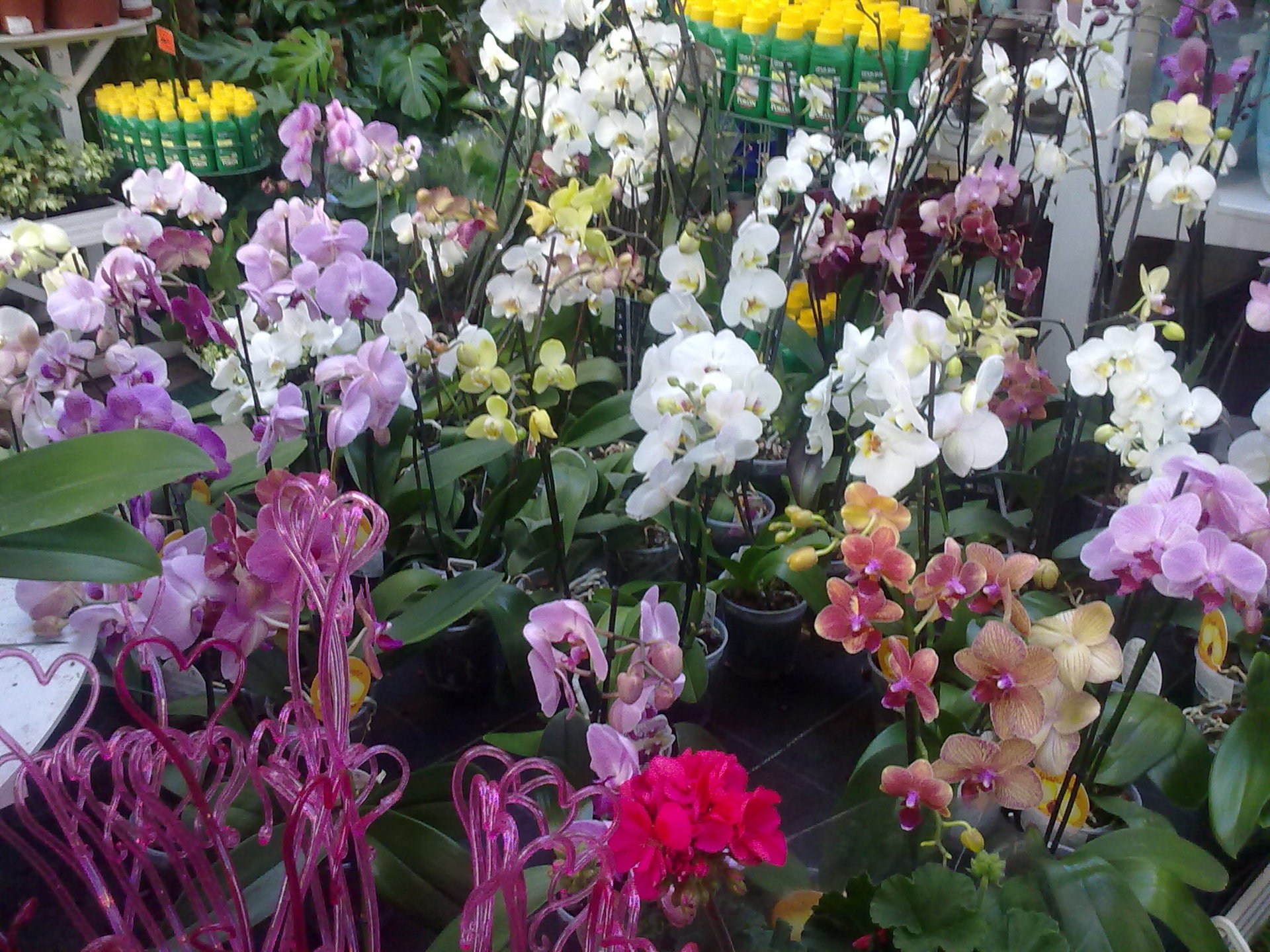 Магазин оби цветы. Орхидея Тинкербелл. Оби орхидеи. Магазин Оби орхидеи. Цветы орхидеи в магазине Оби.