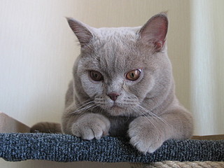 click for enlarge 1600 X 1200 589,2 Kb picture