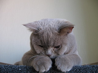 click for enlarge 1600 X 1200 470,9 Kb picture