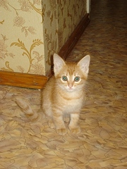 click for enlarge 336 X 448 73,3 Kb picture