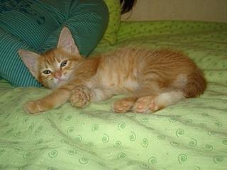 click for enlarge 448 X 336 20,9 Kb picture