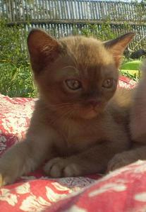 click for enlarge 323 X 466 35,5 Kb picture
