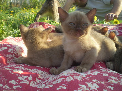 click for enlarge 640 X 480 161,8 Kb picture
