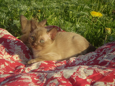 click for enlarge 640 X 480 168,8 Kb picture