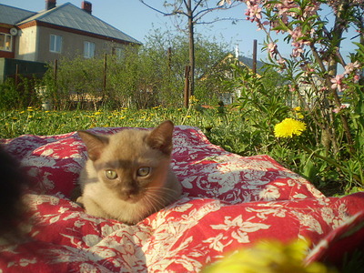 click for enlarge 640 X 480 165,6 Kb picture