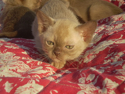 click for enlarge 640 X 480 163,4 Kb picture