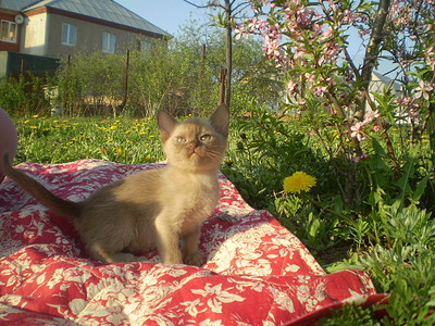 click for enlarge 640 X 480 168,0 Kb picture