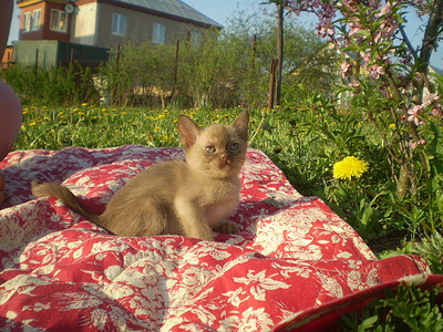 click for enlarge 640 X 480 167,1 Kb picture