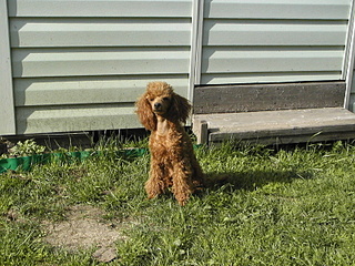 click for enlarge 1600 X 1200 786,2 Kb picture