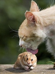 click for enlarge 423 X 570 43,4 Kb picture
