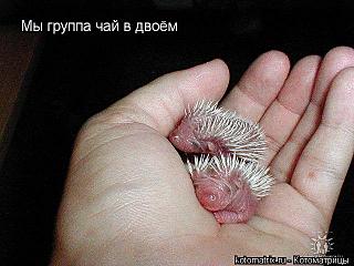 click for enlarge 640 X 480 55,5 Kb picture