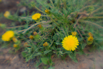 click for enlarge 900 X 605 201,6 Kb picture