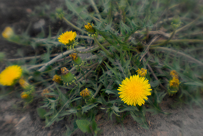 click for enlarge 900 X 605 209,7 Kb picture