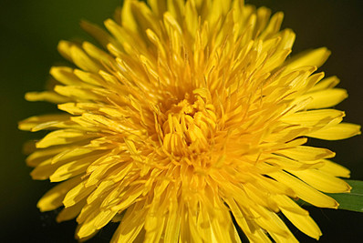 click for enlarge 1920 X 1285 503,3 Kb picture