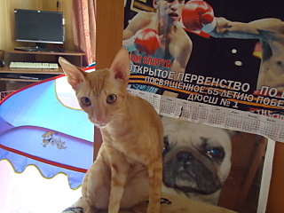 click for enlarge 640 X 480 120,6 Kb picture