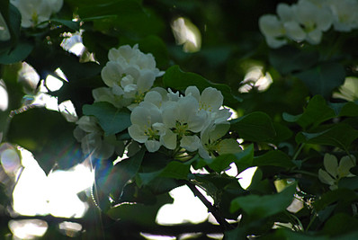 click for enlarge 1920 X 1285 356,3 Kb picture