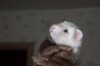 click for enlarge 951 X 634 117,9 Kb picture