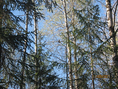 click for enlarge 1600 X 1200 422,5 Kb picture