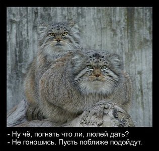 click for enlarge 507 X 480 47,2 Kb picture