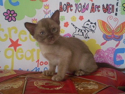 click for enlarge 640 X 480 151,1 Kb picture