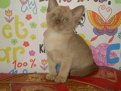 click for enlarge 640 X 480 153,5 Kb picture