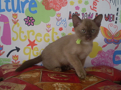 click for enlarge 640 X 480 162,3 Kb picture