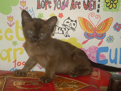 click for enlarge 640 X 480 163,7 Kb picture
