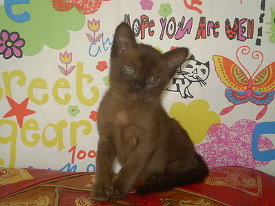 click for enlarge 640 X 480 148,4 Kb picture