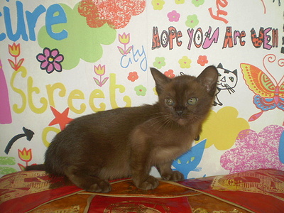 click for enlarge 640 X 480 153,8 Kb picture