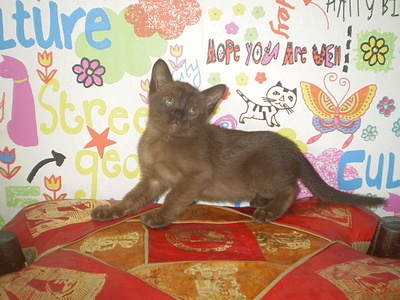 click for enlarge 640 X 480 164,9 Kb picture