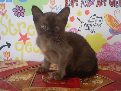 click for enlarge 640 X 480 151,3 Kb picture