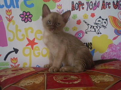 click for enlarge 640 X 480 151,6 Kb picture