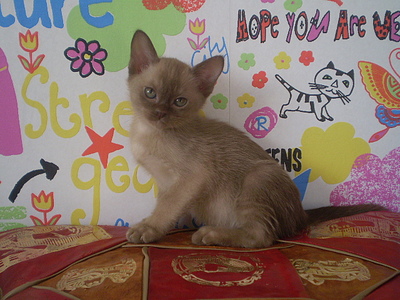 click for enlarge 640 X 480 162,7 Kb picture