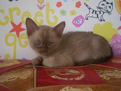 click for enlarge 640 X 480 153,6 Kb picture