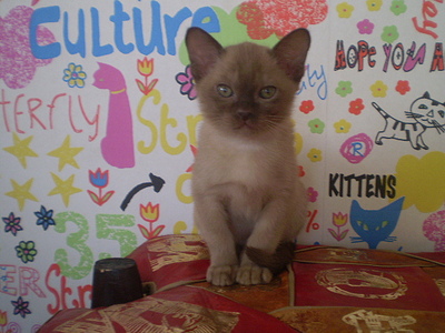 click for enlarge 640 X 480 152,5 Kb picture