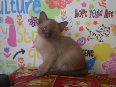 click for enlarge 640 X 480 156,2 Kb picture