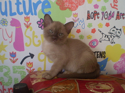 click for enlarge 640 X 480 151,6 Kb picture