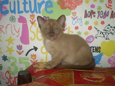 click for enlarge 640 X 480 149,1 Kb picture