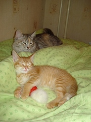 click for enlarge 336 X 448 61,0 Kb picture