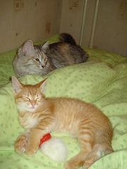click for enlarge 336 X 448 62,3 Kb picture