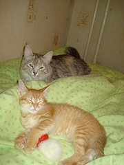 click for enlarge 336 X 448 61,6 Kb picture