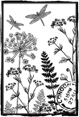 click for enlarge 272 X 400 63,7 Kb picture