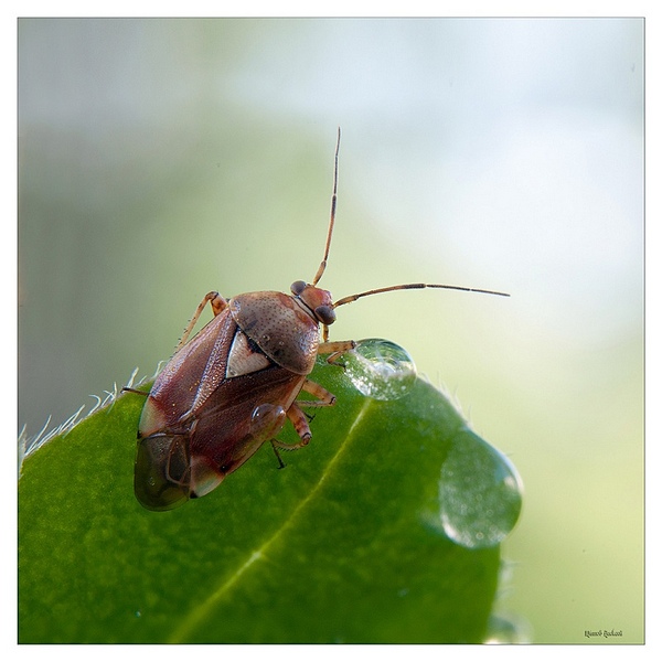 click for enlarge 800 X 800 153,7 Kb picture