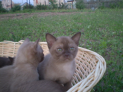 click for enlarge 640 X 480 165,0 Kb picture