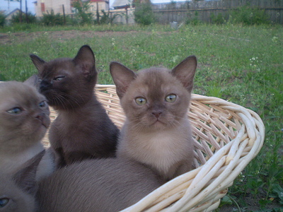 click for enlarge 640 X 480 161,2 Kb picture